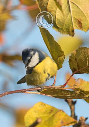 Blue Tit DM1774